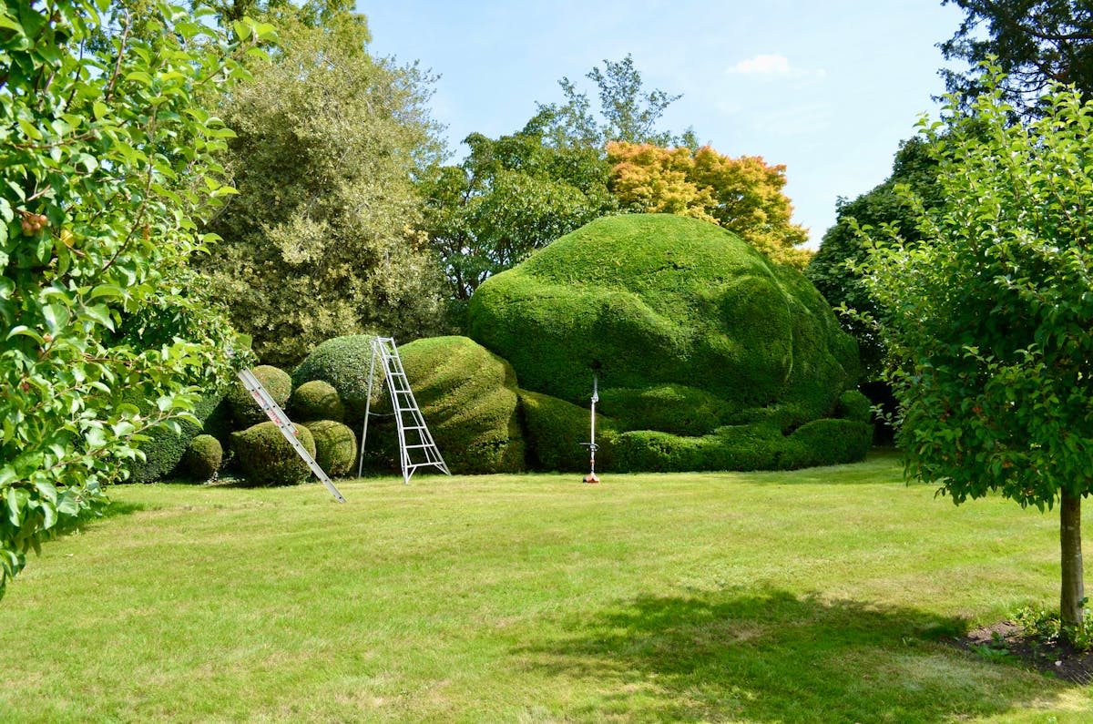 Taille de haies et topiaire dans un jardin à Nice